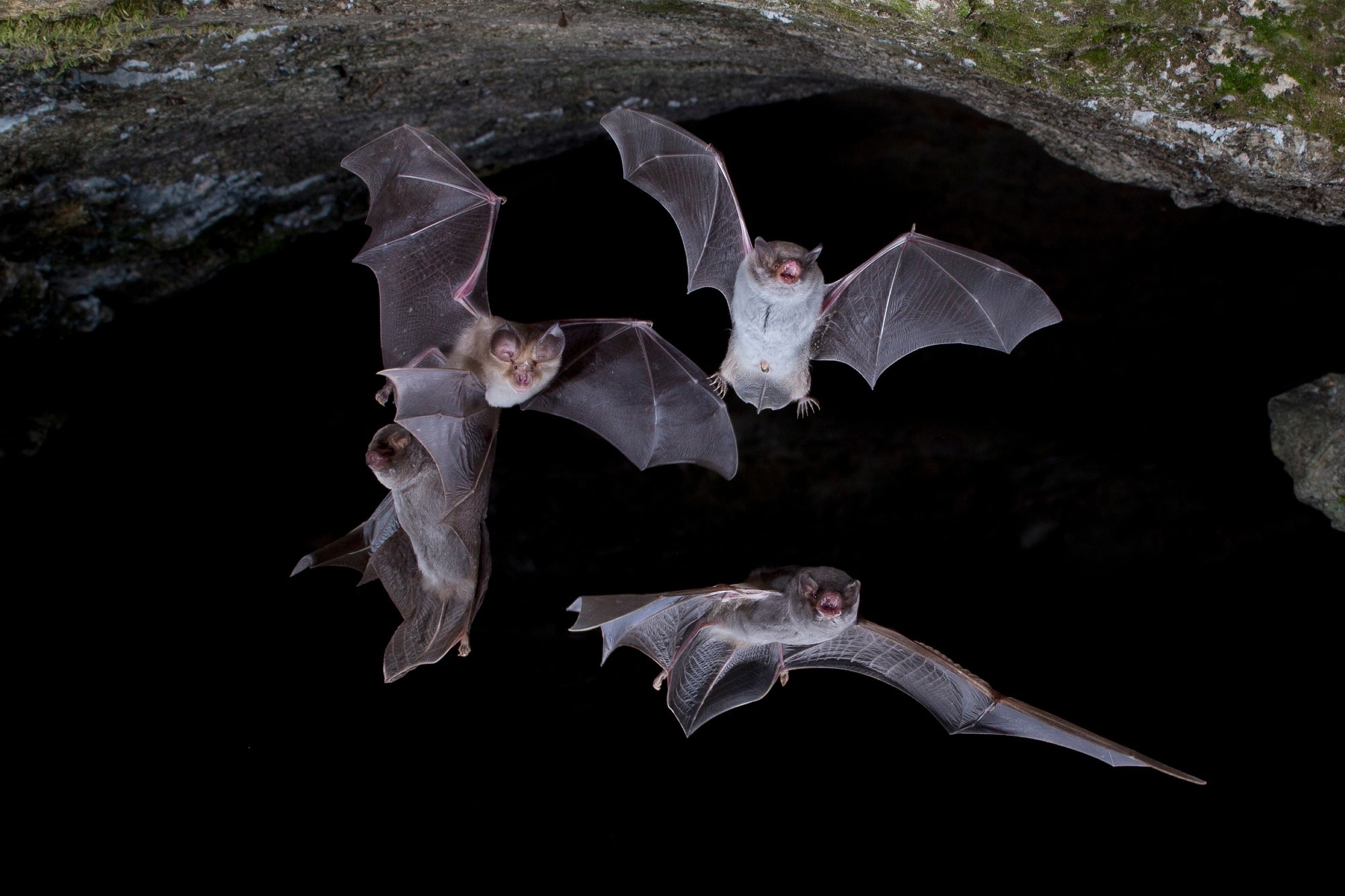 Study: Detection of various DNA and RNA viruses in bats in Yamaguchi Prefecture, Japan. Image Credit: Agami Photo Agency / Shutterstock