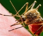 U.S. mosquito species show minimal risk of spreading Oropouche virus, study finds