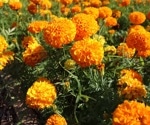 Marigold flowers: A potential new superfood
