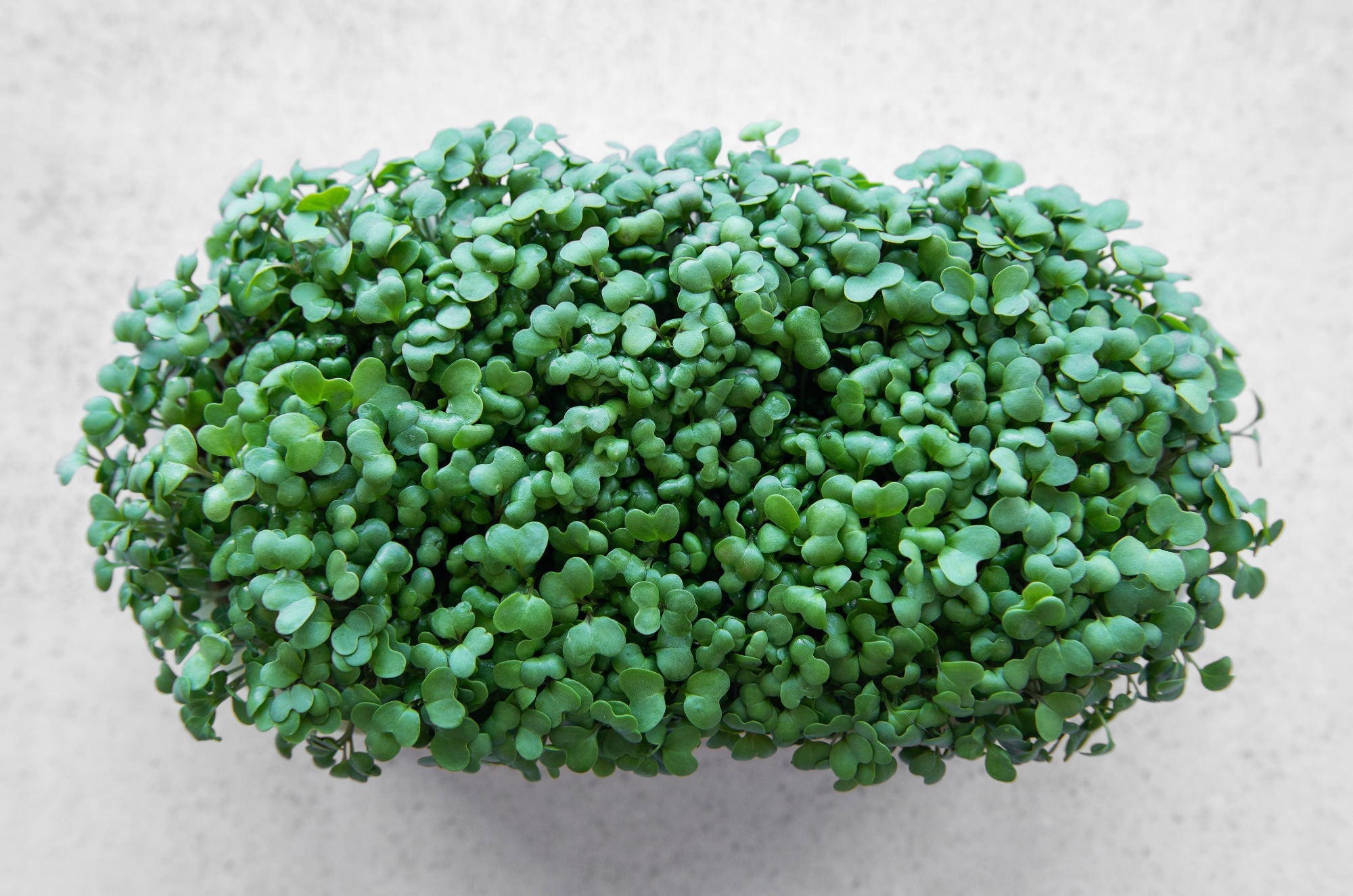 Study: Nutritional quality profiles of six microgreens. Image Credit: Olena Rudo / Shutterstock