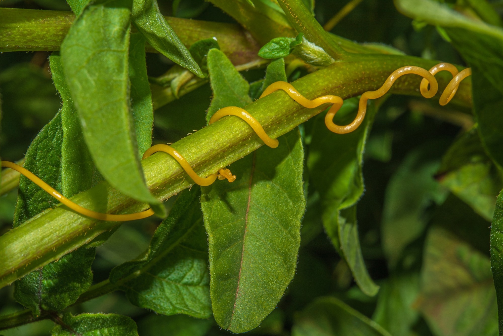 Dodder - Cuscuta on a potato bush. Review Article: It’s a Small World After All: The Remarkable but Overlooked Diversity of Venomous Organisms, with Candidates Among Plants, Fungi, Protists, Bacteria, and Viruses. Image Credit: EVGEIIA / Shutterstock