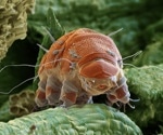 What can bears, tardigrades, and worms teach us about surviving deep space?