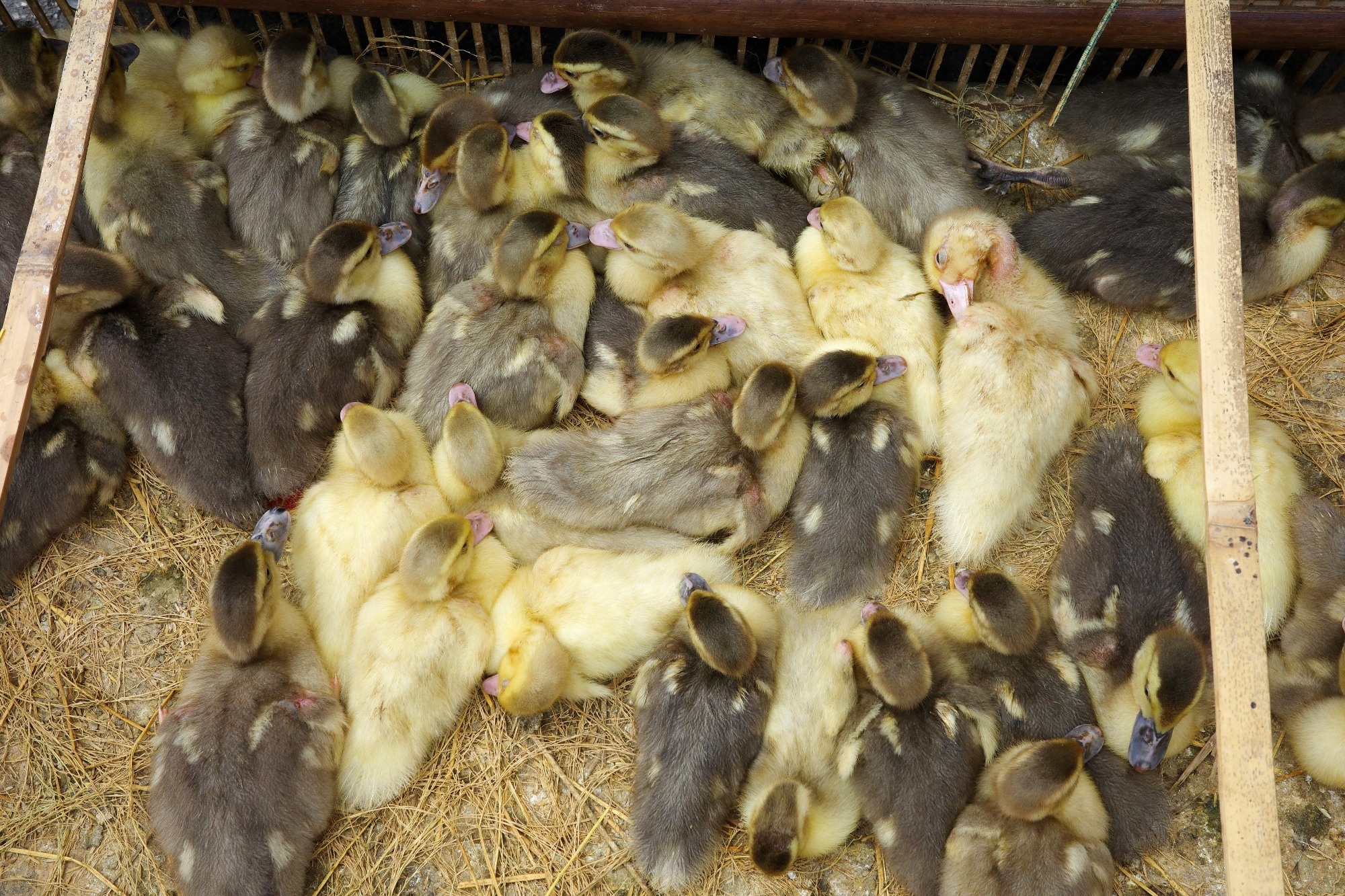 Study: Genetic data and meteorological conditions: unravelling the windborne transmission of H5N1 high-pathogenicity avian influenza between commercial poultry outbreaks. Image Credit: Handy Yu / Shutterstock