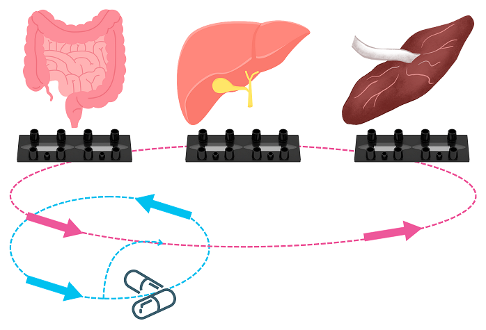New three-organ system offers an animal-free alternative for pharmacokinetics research