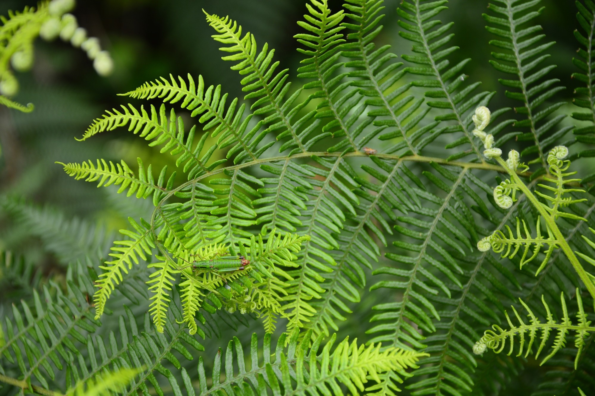 Bracken fern (Pteridium aquilinum (L.) Kuhn). Image Credit: Predrag Lukic / Shutterstock