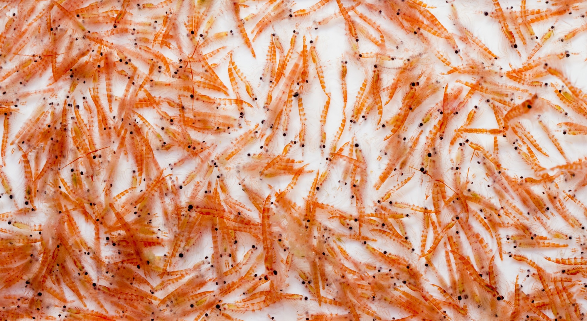 Antarctic krill (Euphausia superba). Image Credit: I. Noyan Yilmaz / Shutterstock