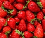 Strawberries enhance brain speed and heart health, but cognitive benefits remain unclear