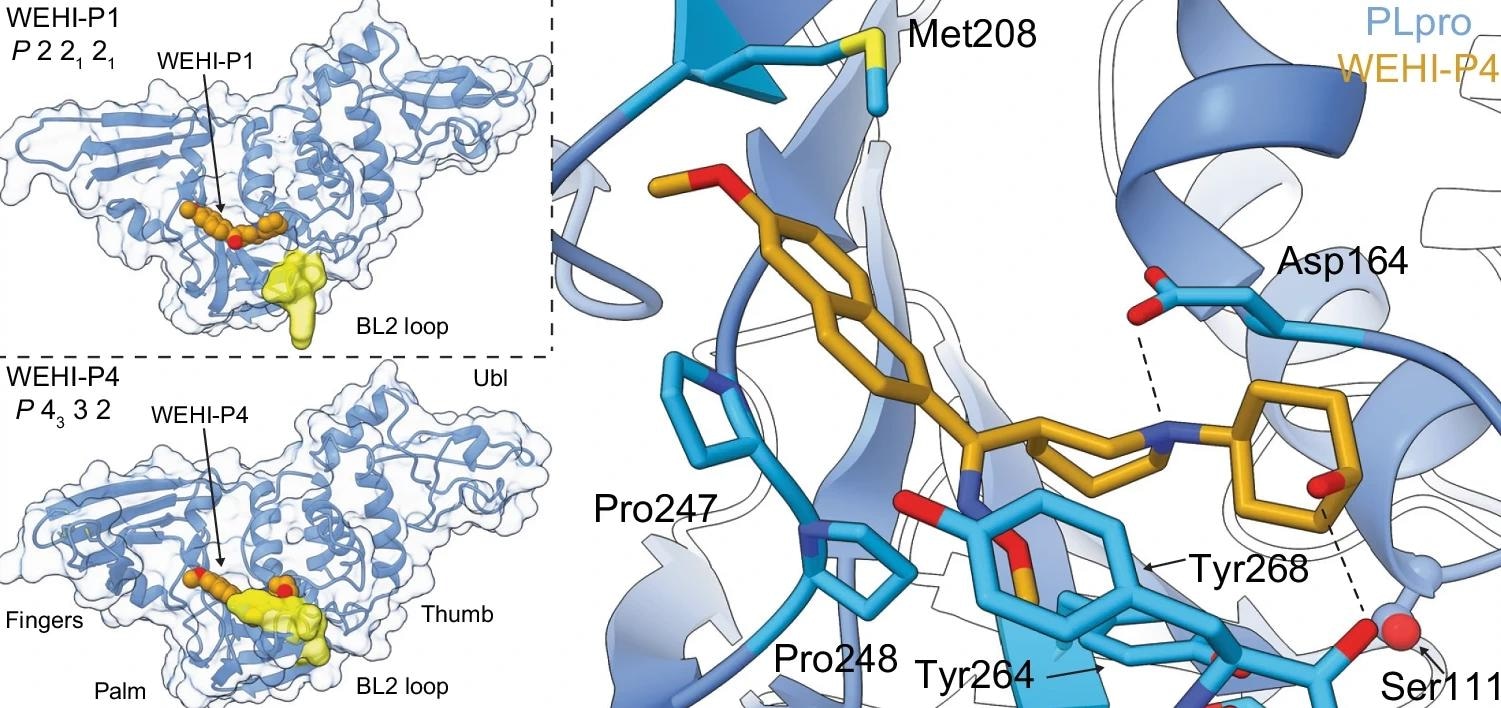 Study: A novel PLpro inhibitor improves outcomes in a pre-clinical model of long COVID