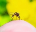 Scientists say global conditions are ripe for a yellow fever pandemic