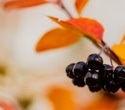 Chokeberry juice reduces blood vessel resistance in people with pre-diabetes