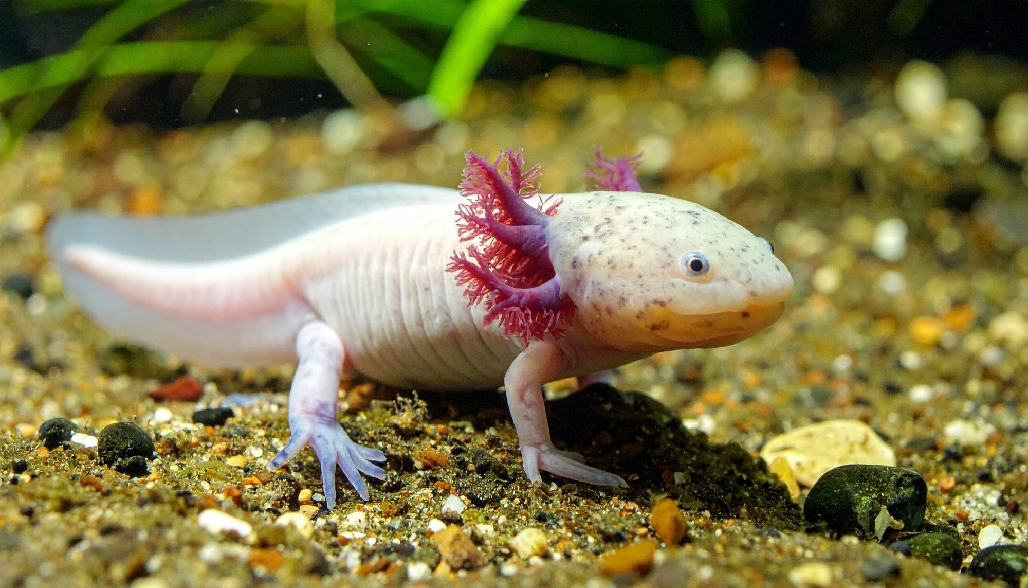 Study: Retinoic acid breakdown is required for proximodistal positional identity during axolotl limb regeneration. Image Credit: Bigzumi / Shutterstock