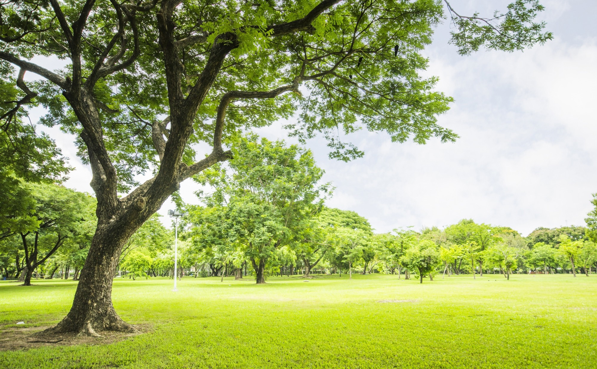Field, big tree, sun and blue sky