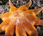 Starfish compound overcomes drug resistance in prostate cancer models