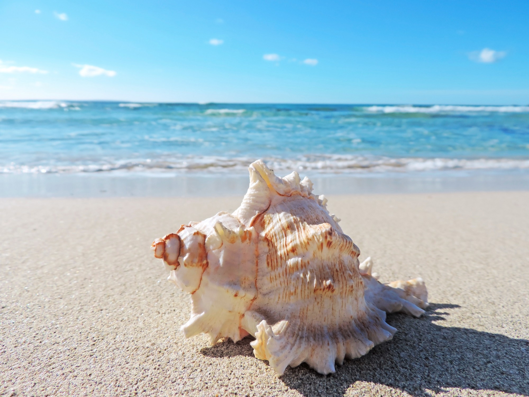 Conch shells at the beach