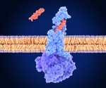 GIPR signaling opens brain’s gate for GLP-1 weight-loss therapy