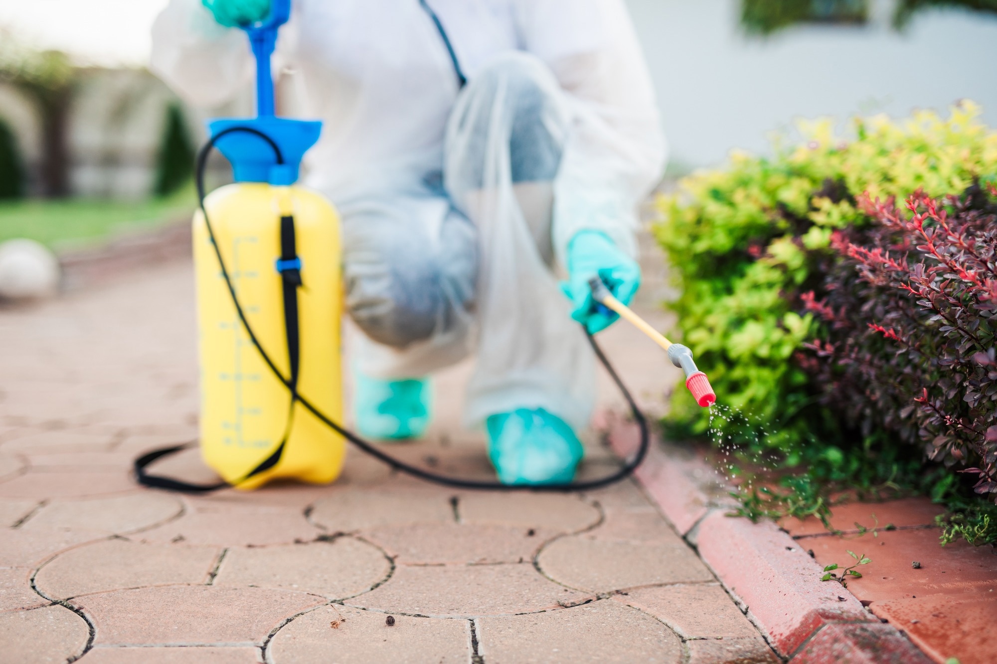 Exterminator in work wear outdoors spraying pesticide with sprayer.