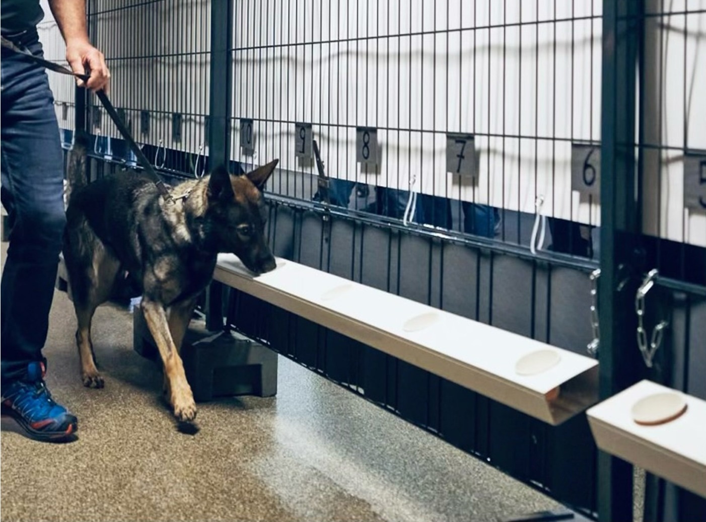 Study: Public perception of medical detection dogs and other COVID-19 testing strategies 