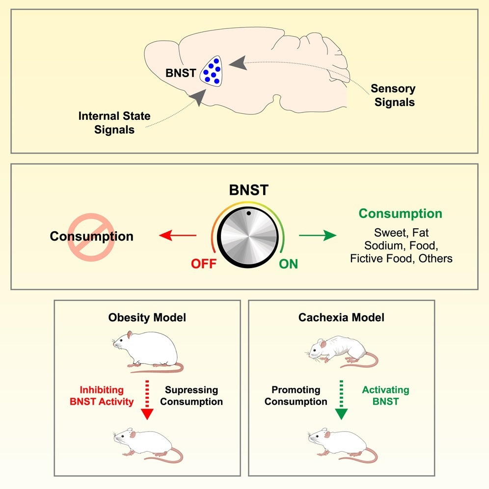 Study: A brain center that controls consummatory responses