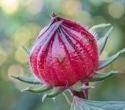 Can roselle help fight inflammation? New review suggests strong potential