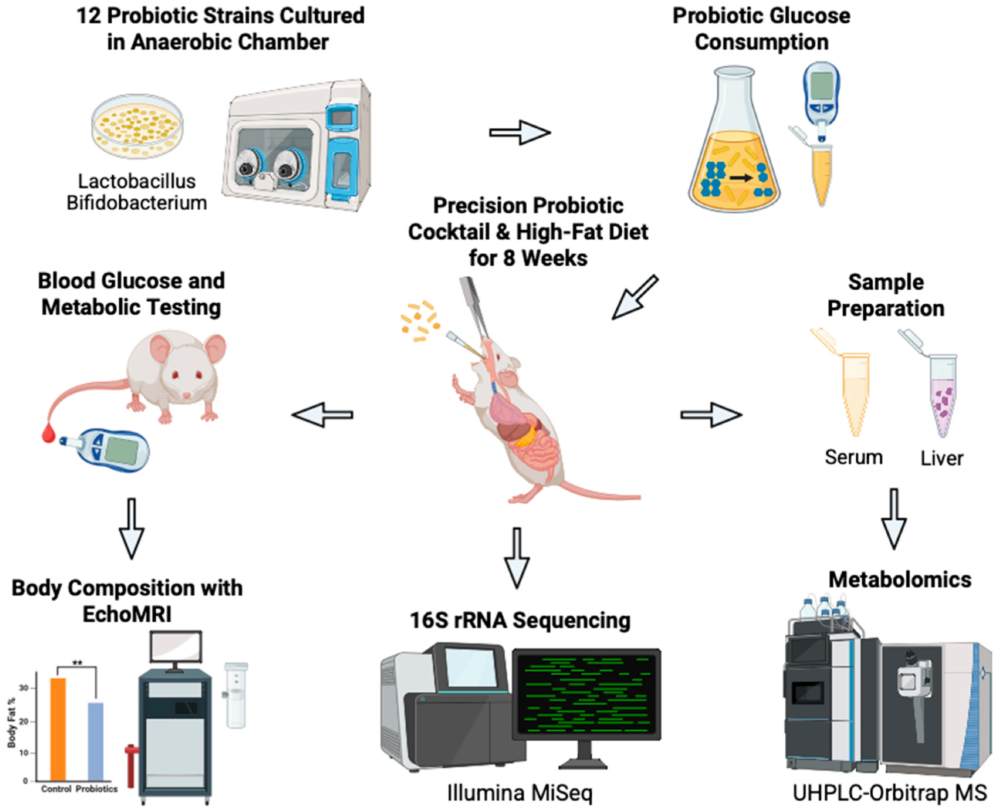 Schematic overview of our novel approach to develop precision probiotics for blood glucose control. Bacterial strains (n = 12) were tested in vitro to identify strains with the greatest glucose consumption capabilities. The top three strains were combined to produce the probiotic cocktail. The efficacy of the cocktail was then tested in vivo on C57BL/6J male mice on a high-fat diet who received oral gavages of the probiotics (n = 6) or vehicle PBS (n = 6) every other day for eight weeks. Body weight and blood glucose concentration were measured weekly. Terminal body composition was measured at eight weeks. Terminal serum and liver samples were harvested for metabolomic analysis. Fecal samples were collected for 16S rRNA sequencing and analysis. Created in BioRender. Patterson, J. (2025). Accessed on 3 July 2025. https://BioRender.com/bjkw2oe.