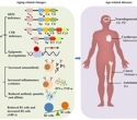 How shifting antibodies fuel aging and the new therapies aiming to slow it