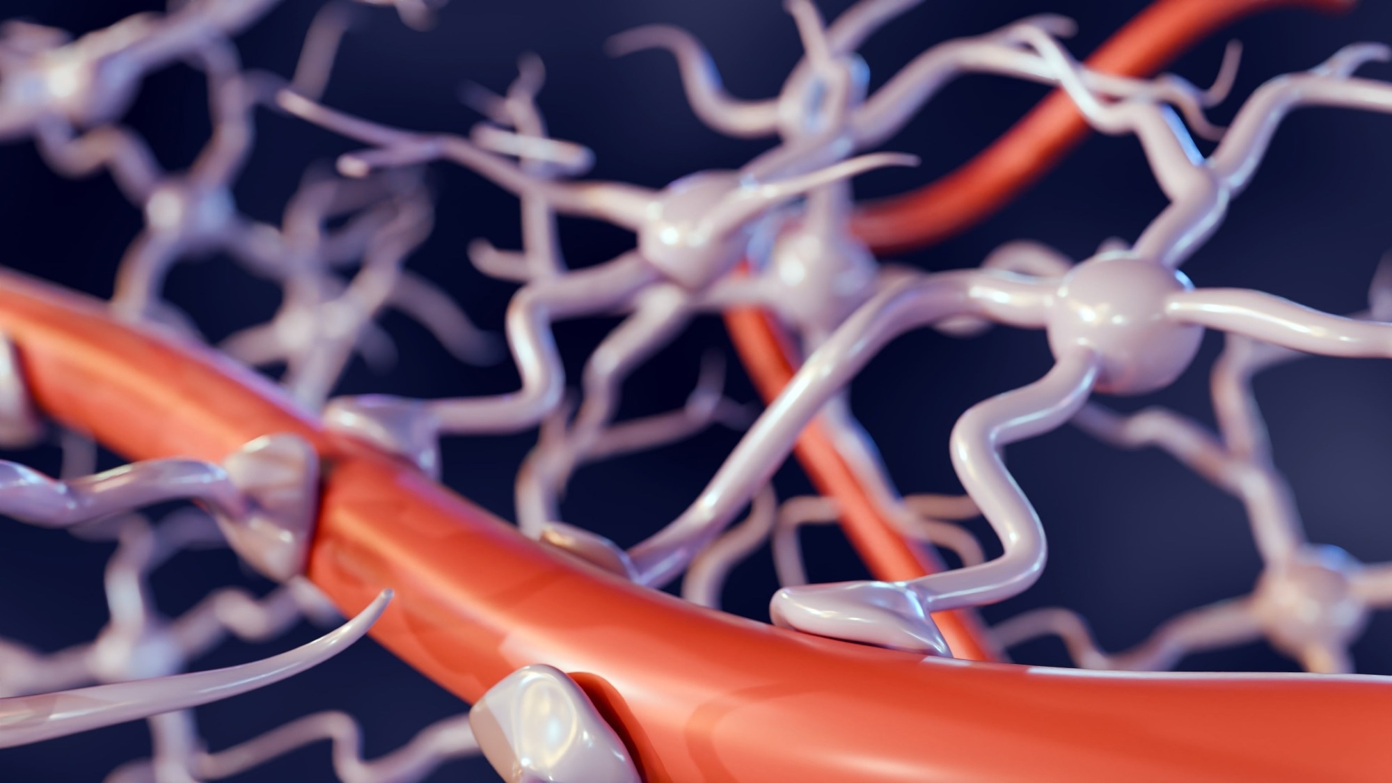 Primer: The blood–brain barrier. Image Credit: Love Employee / Shutterstock