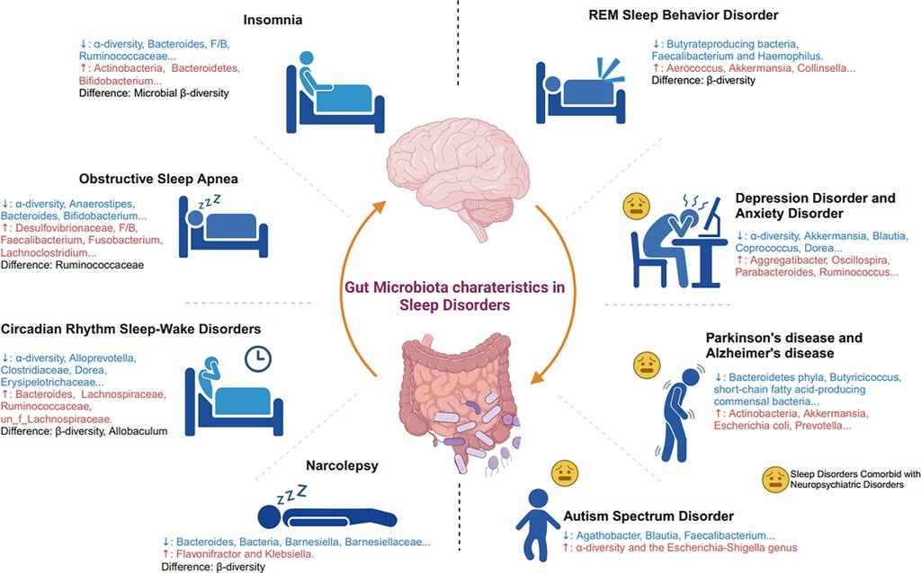 Gut microbiota characteristics in sleep disorders. The figure shows representative characteristics of gut microbiota changes in patients with sleep disorders and those with sleep disorders combined with psychiatric disorders. F/B: the ratio of Firmicutes/Bacteroidetes.