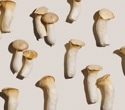 Are mushrooms more than a low-calorie food? New analysis explains their hidden advantages