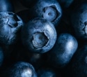 Daily berries and cocoa enhance mood by targeting key brain pathways