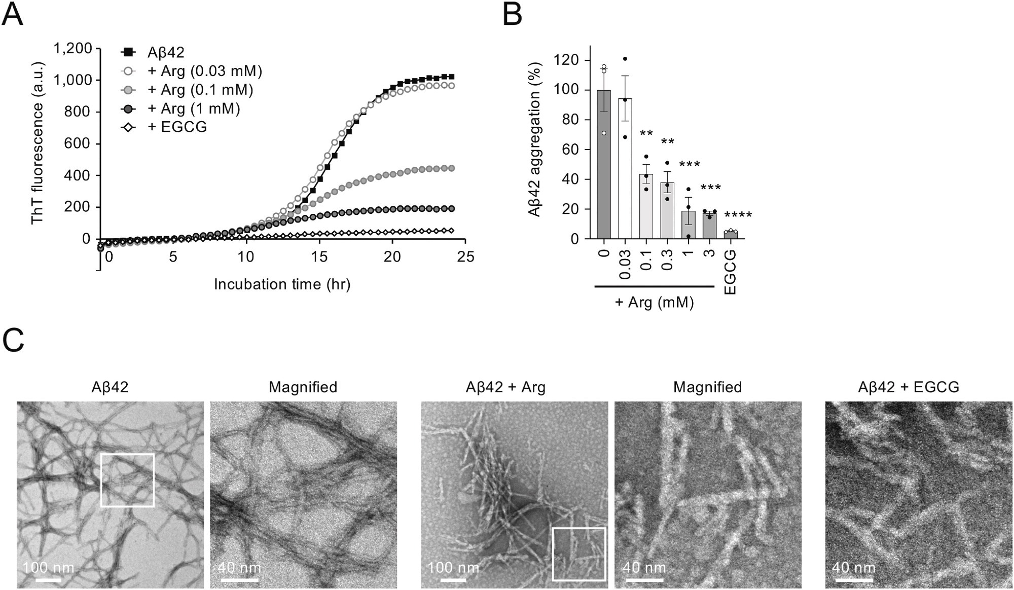 Arginine suppresses Aβ42 aggregation in vitro. (A) Effect of arginine on Aβ42 aggregation in vitro. The incubation of Aβ42 peptide (5 μM) at 37 °C resulted in an increase in Thioflavin T (ThT) fluorescence after a short lag phase, which eventually reached a plateau. (B) Bar graph showing the ratio of Aβ42 aggregation in the presence of arginine at 24 h. (C) EM images of Aβ42 amyloid fibrils. Scale bars, 100 nm (left images) and 40 nm (right images). The panel on the right is a magnified image of the boxed region in the left panel. Statistical analysis in (B) was performed to assess differences from the control group (Aβ42 without arginine) by one-way ANOVA followed by the Dunnett