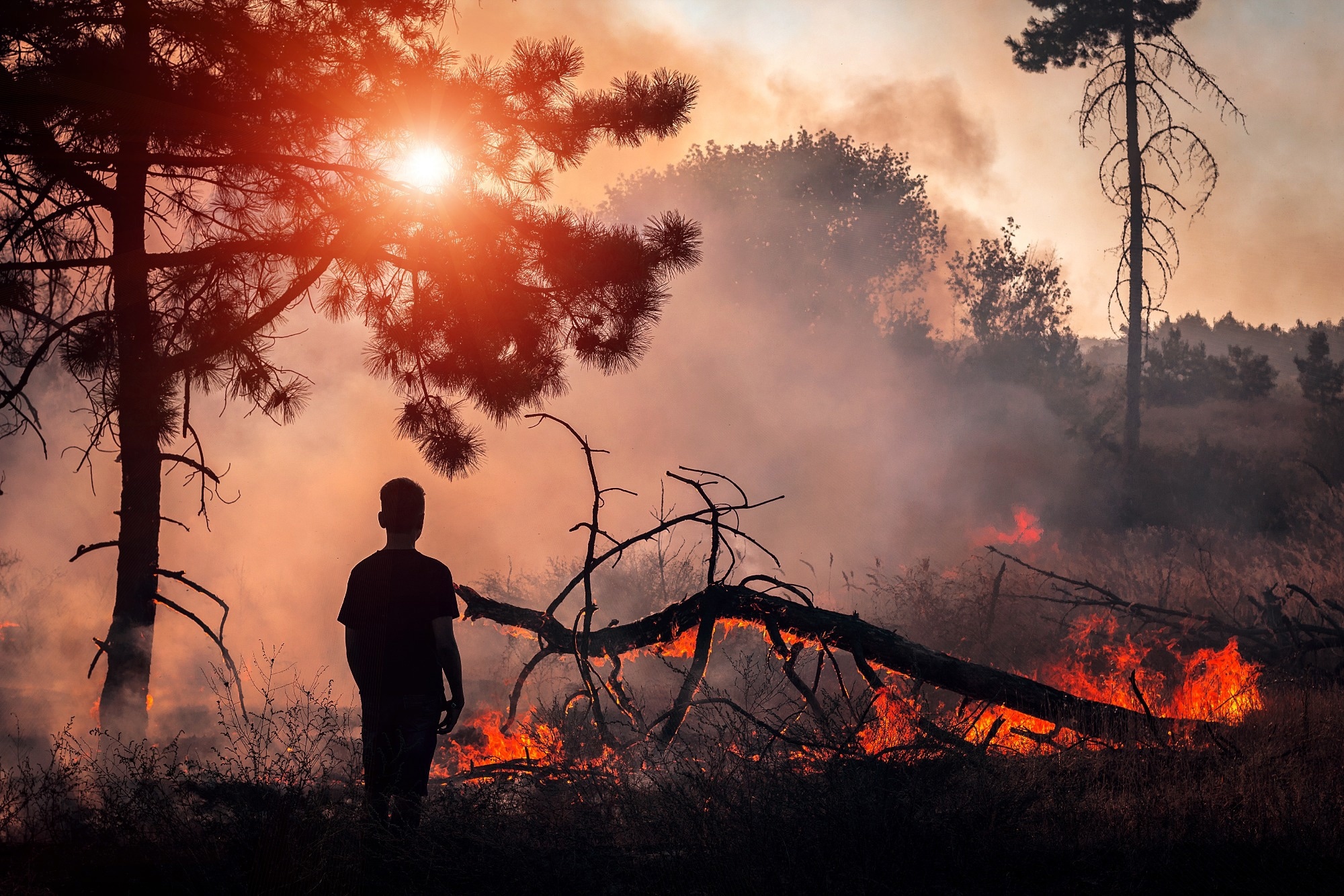 boy look at wildfire at sunset, burning pine forest in the smoke and flames.
