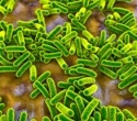 How modern lifestyles reprogram the gut microbiome and shape disease risk