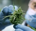UCLA awarded major state funding to advance comprehensive cannabis research