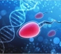 Study uncovers key protein complex controlling sperm motility and male fertility
