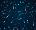 Study finds combination therapy to be safe, effective for treatment of male infertility