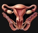 UCSF research maps over 600 conditions linked to endometriosis