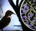 AI reveals how H5N1 virus is evolving to evade human immunity