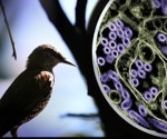 Live H5N1 avian flu vaccines show promise