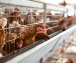 Public health experts outline critical steps in handling HPAI H5N1 spread