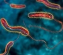 A high-protein diet shows strong anti-cholera effects