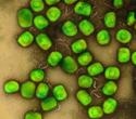 Blood viral load predicts severity of mpox symptoms