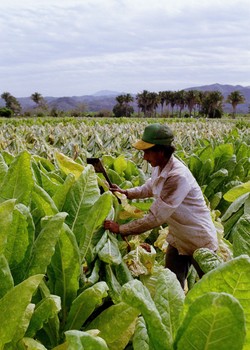 Scientists at Jefferson Medical College are using tobacco plants to produce monoclonal antibodies – tiny guided protein missiles – that can target and hunt down cancer cells. The plants promise to provide a cheaper, faster method of producing anticancer antibodies, raising hopes that the technology can one day be used in humans.